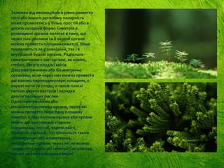 Залежно від еволюційного рівня розвитку
того або іншого організму полярність
може проявлятись у більш простій або в
досить складній формі. Симетрія в
розміщенні органів полягає в тому, що
через тіло рослини та її окремі органи
можна провести площини симетрії. Вона
проявляється як у зовнішній, так і в
внутрішній будові органів. Радіально-
симетричними є такі органи, як корінь,
стебло, багато плодів і квітів.
Двосиметричними або бісиметричні
органами, коли через них можна провести
дві взаємо-перпендикулярні площини, є
окремі квіти та плоди, а також плоскі
пагони деяких кактусів і зародки
двосім’ядольних рослин.
Односиметричними або
моносиметричними є органи, через які
можна провести лише одну площину
симетрії й тоді частини органа або органи
мають дві протилежні сторони
(наприклад, листок, окремі квіти,
більшість насінин). Зустрічаються також
несиметричні або асиметричні,
неправильні органи, через які не можна
провести ні однієї осі симетрії (наприклад,
листки або квіти окремих видів).
 