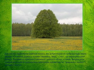 Для рослин характерна симетрія конуса, яка добре видно на прикладі будь-якого
дерева. У кожного дерева є основа і верхівка, "верх" і "низ", що виконують різні
функції. Значимість відмінності верхньої і нижньої частин, а також напрям сили
тяжіння визначають вертикальну орієнтацію поворотної осі "деревного конуса" і
площин симетрії.
 