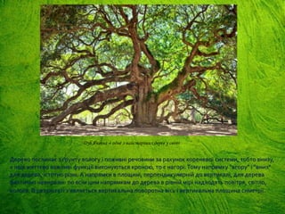 Дерево поглинає з ґрунту вологу і поживні речовини за рахунок кореневої системи, тобто внизу,
а інші життєво важливі функції виконуються кроною, то є нагорі.Тому напрямку "вгору" і "вниз"
для дерева, істотно різні. А напрямки в площині, перпендикулярній до вертикалі, для дерева
фактично невиразні: по всім цим напрямкам до дерева в рівній мірі надходять повітря, світло,
волога. В результаті з'являється вертикальна поворотна вісь і вертикальна площина симетрії.
Дуб Янгола – одне з найстаріших дерев у світі
 