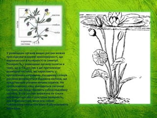 У розміщенні органів вищих рослин можна
прослідкувати окремі закономірності, що
виражаються в полярності та симетрії.
Полярність у розміщенні органів полягає в
тому, що в тілі рослин є дві протилежно
розміщені частини, які наростають у
протилежних напрямках. На одному з кінців
рослини розміщується підземна частина, що
представлена різними типами коренів. На
протилежному кінці знаходяться пагонові
системи, що представляють собою надземну
частину. В тілі рослин виражена не тільки
морфологічна або структурна полярність,
але й фізіологічна; вони між собою
найтіснішим чином пов’язані й обумовлюють
одна одну.
 