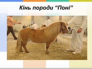 Кінь породи “Поні”
 