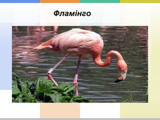 Фламінго
 