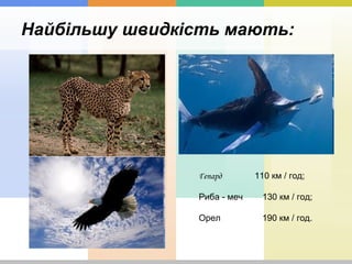 Найбільшу швидкість мають:
Гепард 110 км / год;
Риба - меч 130 км / год;
Орел 190 км / год.
 
