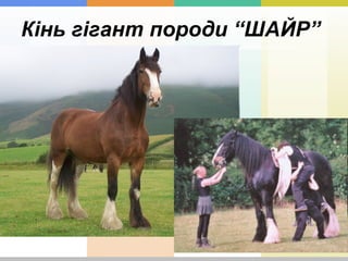 Кінь гігант породи “ШАЙР”
 