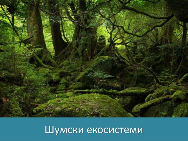 Шумски екосистеми