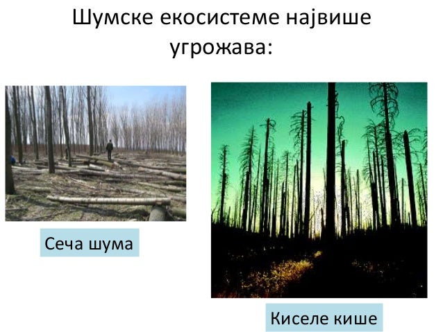 Шумски екосистеми