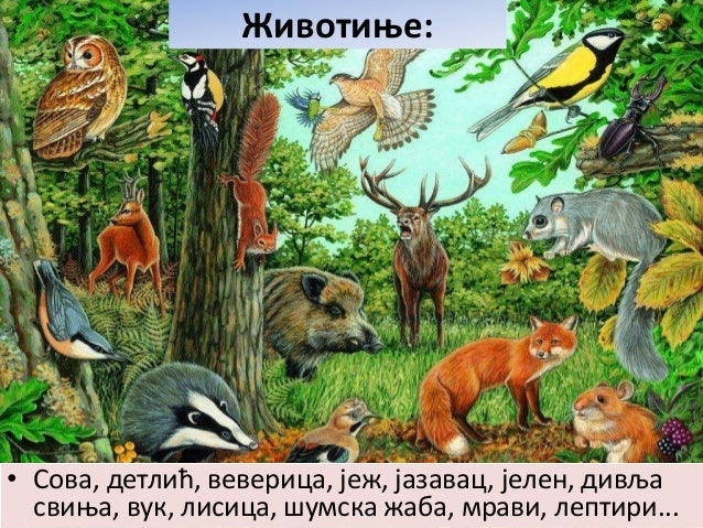 Шумски екосистеми