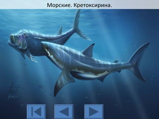 Морские. Кретоксирина.
 