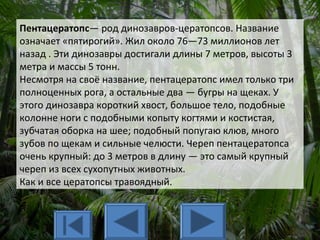 Пентацератопс— род динозавров-цератопсов. Название
означает «пятирогий». Жил около 76—73 миллионов лет
назад . Эти динозавры достигали длины 7 метров, высоты 3
метра и массы 5 тонн.
Несмотря на своё название, пентацератопс имел только три
полноценных рога, а остальные два — бугры на щеках. У
этого динозавра короткий хвост, большое тело, подобные
колонне ноги с подобными копыту когтями и костистая,
зубчатая оборка на шее; подобный попугаю клюв, много
зубов по щекам и сильные челюсти. Череп пентацератопса
очень крупный: до 3 метров в длину — это самый крупный
череп из всех сухопутных животных.
Как и все цератопсы травоядный.
 