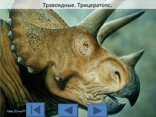 Травоядные. Трицератопс.
 