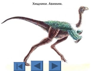 Хищники. Авимим.
 