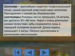 Шонизавр— крупнейшее существо позднетриасовой
эпохи, самый крупный известный науке ихтиозавр.
Принадлежит к семейству Shastasauridae
(шастазавры).Размеры могли превышать 14 метров,
вес достигал 30—40 тонн. Череп с очень длинными
узкими челюстями, зубы сохраняются лишь в
передней половине челюстей. Длина черепа
превышает 2 метра. Питался моллюсками и
различными мягкотелыми.
 