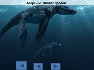 Морские. Лиоплевродон.
 