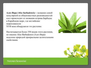 Алоэ Вера (Aloe barbadensis) – название самой
популярной из общеизвестных разновидностей
алоэ происходит от названия острова Барбадос
в Карибском море, где английские
мореплаватели
XVII века обнаружили это растение.
Насчитывается более 350 видов этого растения,
но именно Aloe Barbadensis (Алоэ Вера)
наделено природой прекрасными целительными
свойствами.
 