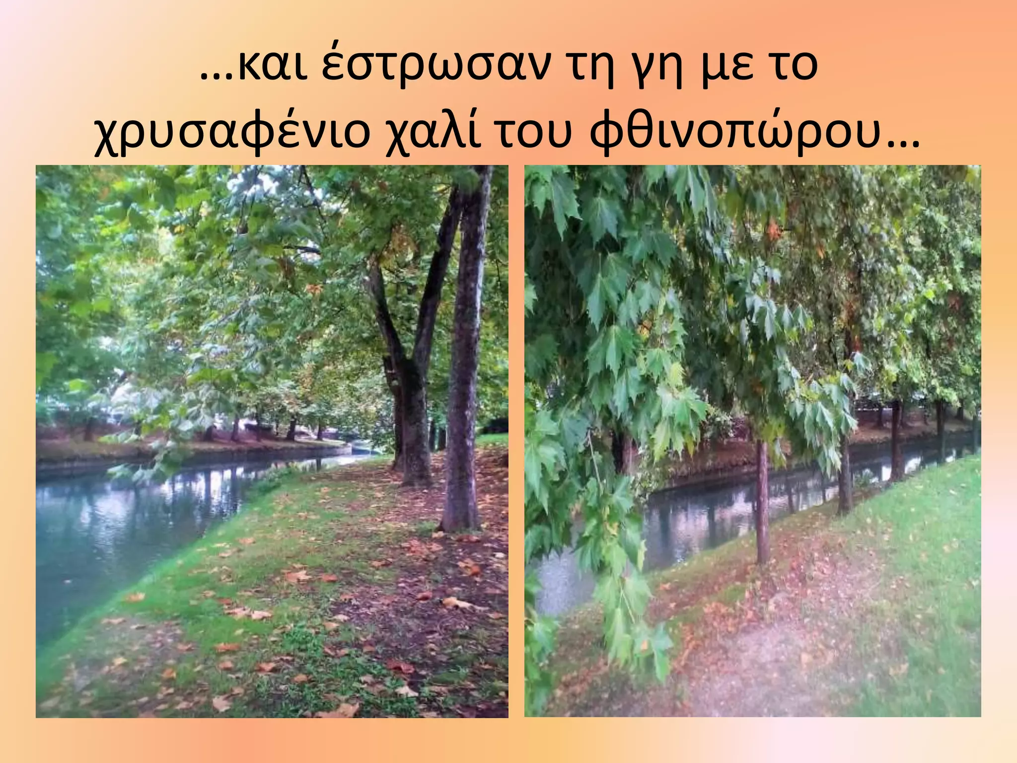 …και έστρωσαν τη γη με το
χρυσαφένιο χαλί του φθινοπώρου…
 