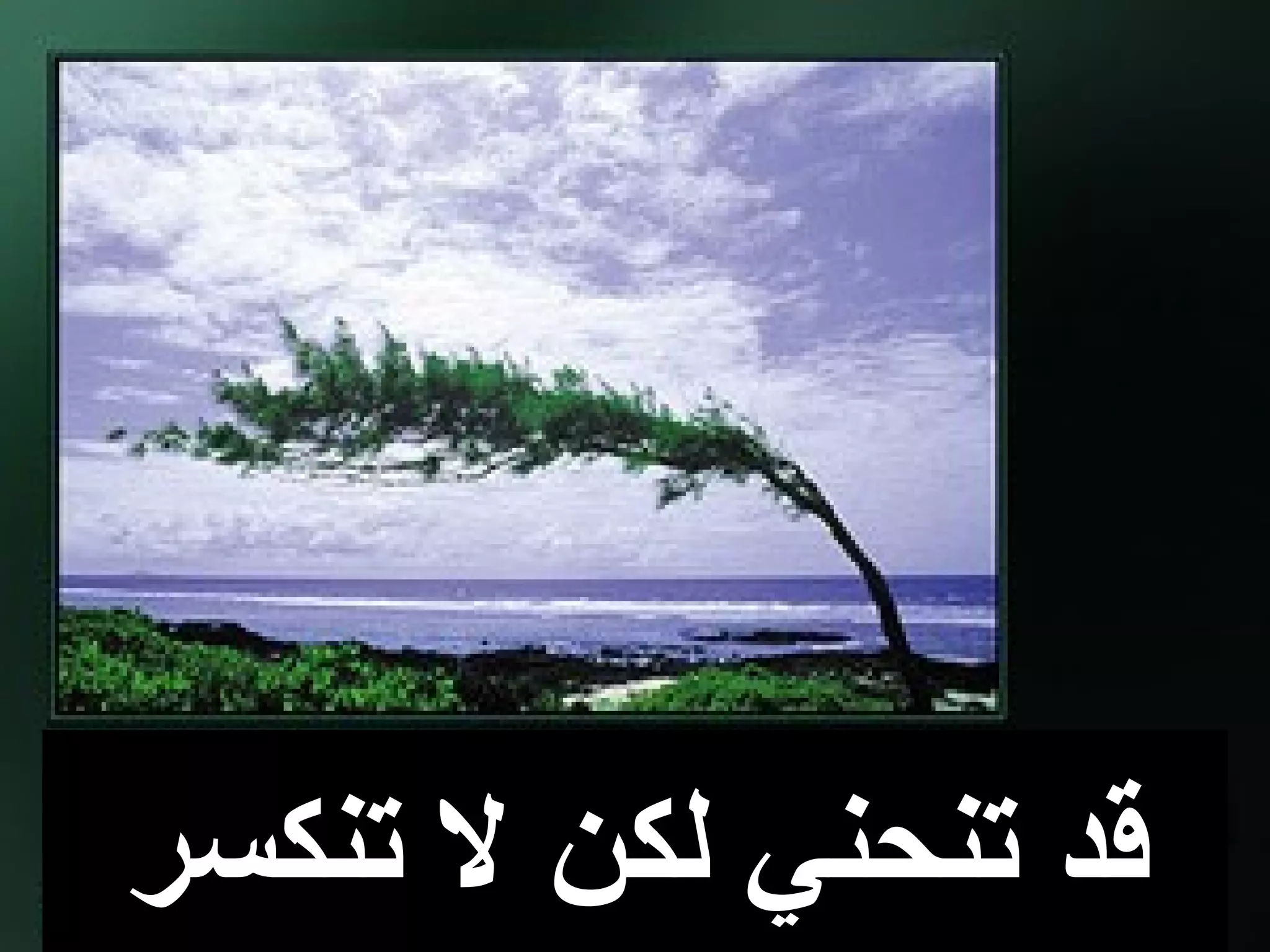 ‫تنكسر‬ ‫ل‬ ‫لكن‬ ‫تنحني‬ ‫قد‬
 