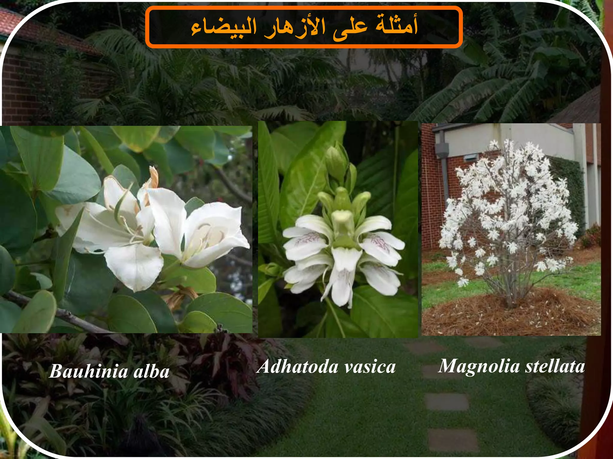‫أمثلة‬‫على‬‫األزهار‬‫البيضاء‬
Bauhinia alba Adhatoda vasica Magnolia stellata
 