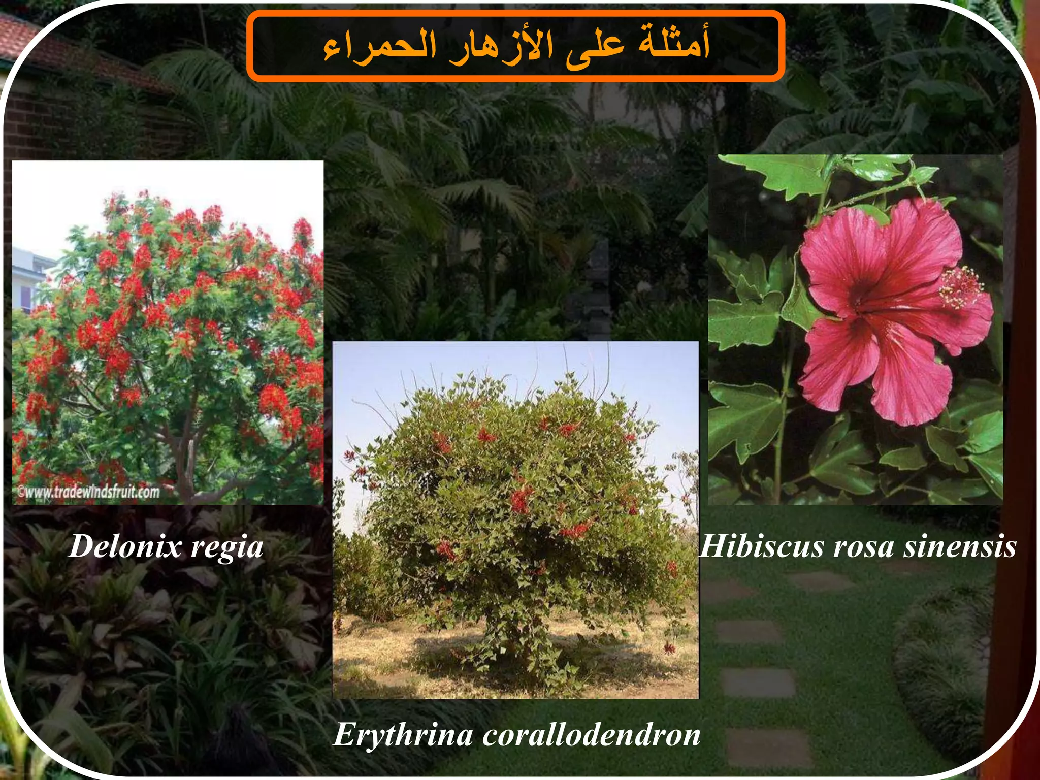 ‫أمثلة‬‫على‬‫األزهار‬‫الحمراء‬
Delonix regia
Erythrina corallodendron
Hibiscus rosa sinensis
 