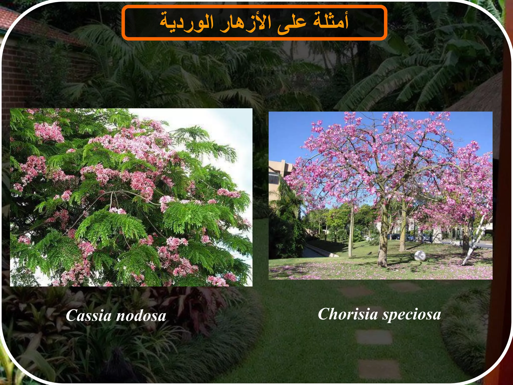 ‫أمثلة‬‫على‬‫األزهار‬‫الوردية‬
Cassia nodosa Chorisia speciosa
 