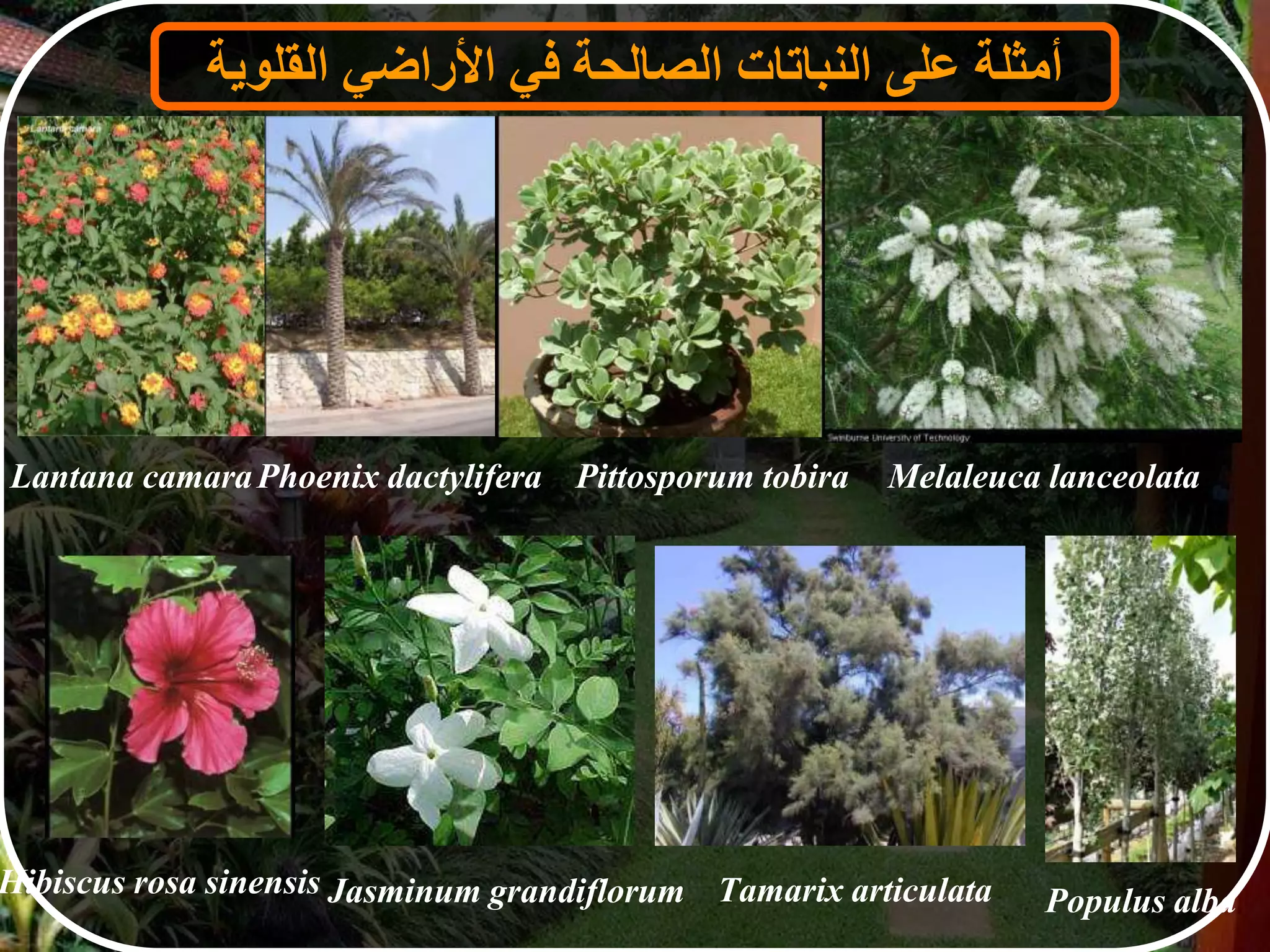 ‫أمثلة‬‫على‬‫النباتات‬‫الصالحة‬‫في‬‫األراضي‬‫القلوية‬
Hibiscus rosa sinensis
Phoenix dactyliferaLantana camara Pittosporum tobira
Jasminum grandiflorum
Melaleuca lanceolata
Populus albaTamarix articulata
 