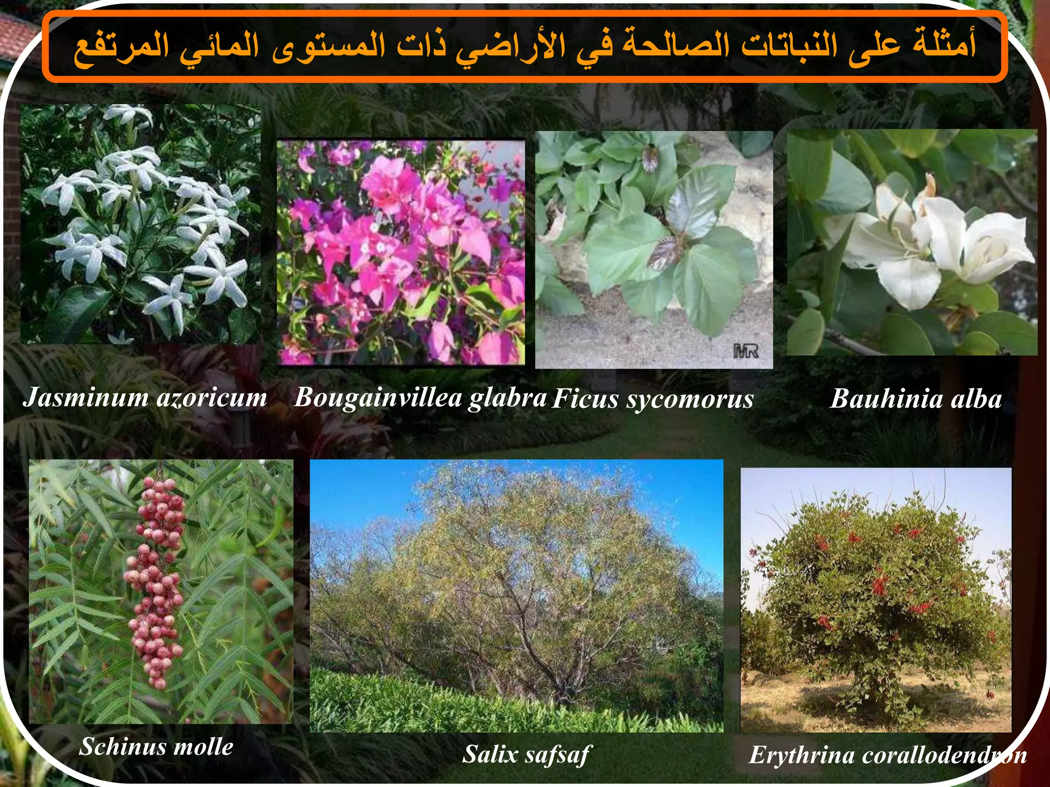 ‫أمثلة‬‫على‬‫النباتات‬‫الصالحة‬‫في‬‫األراضي‬‫ذات‬‫المستوى‬‫المائي‬‫المرتفع‬
Bougainvillea glabraJasminum azoricum
Schinus molle
Ficus sycomorus
Salix safsaf
Bauhinia alba
Erythrina corallodendron
 