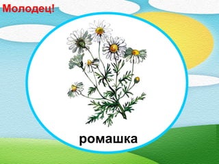 ромашка
Молодец!
 