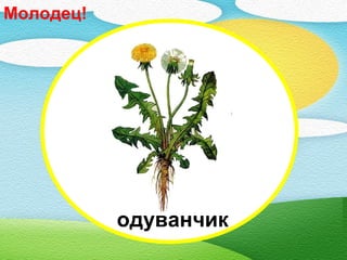 одуванчик
Молодец!
 