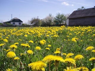 Екологічний  клуб “ Первоцвіт ” Бишівської ЗОШ І-ІІІ ст. презентує