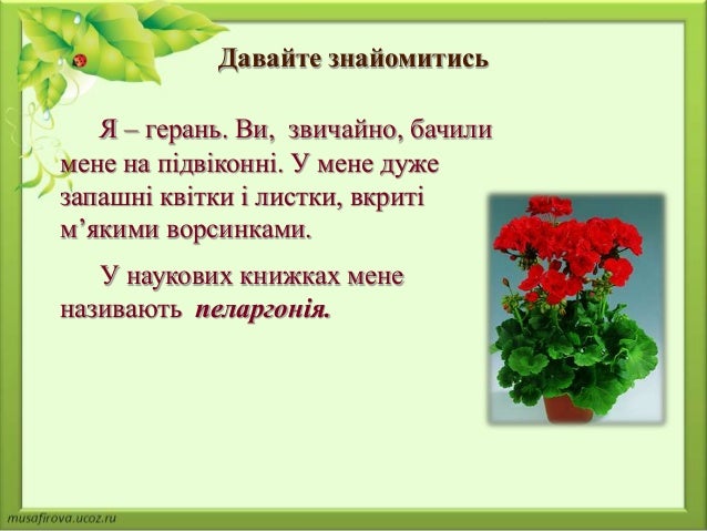 Цветы обозначения Цветы обозначения