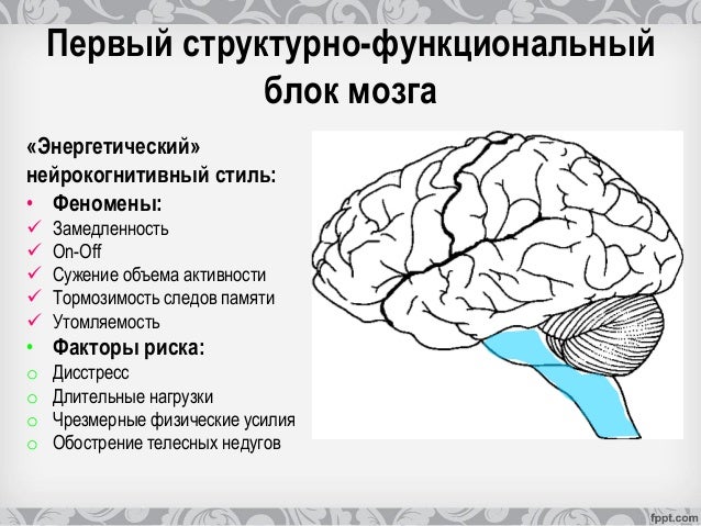 Наш Второй Мозг Наш Второй Мозг