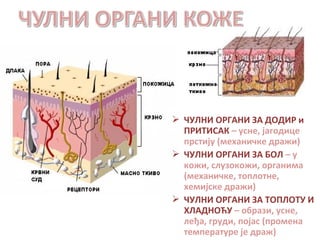 Чулни систем човека | PPT