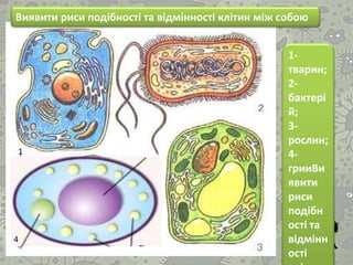 Виявити риси подібності та відмінності клітин між собою
1-
тварин;
2-
бактері
й;
3-
рослин;
4-
грииВи
явити
риси
подібн
ості та
відмінн
ості
4
1
 