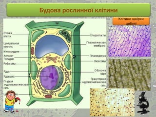 Будова рослинної клітини
Клітини шкірки
цибулі
 