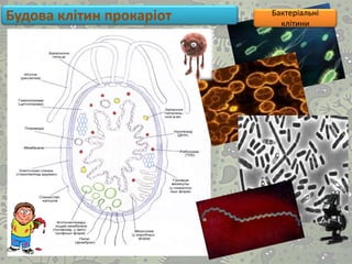 Будова клітин прокаріот Бактеріальні
клітини
 