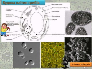 Клітини дріжджів
Будова клітин грибів
 