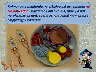 Клітини прокаріотів на відміну від еукаріотів не
мають ядра і багатьох органоїдів, тому в них
по-різному організовано генетичний матеріал і
структуру клітини.
 