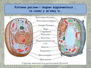 Клітини рослин і тварин відрізняються …
та схожі у зв'язку із…
 