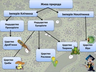 Царство
Віра
Царство
Тварини
Царство
Рослини
Царство
Гриби
Царство
Дроб’янки
Надцарство
ЕукаріотиНадцарство
Прокаріоти
Імперія НеклітиннаІмперія Клітинна
Жива природа
 