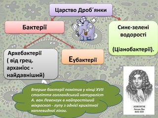 Вперше бактерії помітив у кінці XVII
століття голландський натураліст
А. ван Левенгук в найпростіший
мікроскоп - лупу з однієї крихітної
каплевидної лінзи.
Царство Дроб´янки
Бактерії Синє-зелені
водорості
(Ціанобактерії).
Архебактерії
( від грец.
архаиїос -
найдавніший)
Еубактерії
 