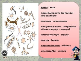 Кульки - коки
іноді об'єднаний по два подвійні
коки-диплококи
ланцюжка – стрептококи
виноградного грона - стафілококи
від грец стафілус -. виноград
склеєні по чотири - сарціни
палички - бацили,
викривлені палички - вібріони;
штопороодібні - спирили
 