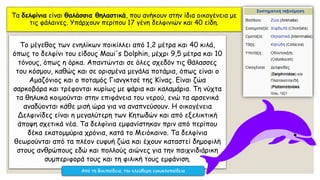 Τα δελφίνια είναι θαλάσσια θηλαστικά, που ανήκουν στην ίδια οικογένεια με
τις φάλαινες. Υπάρχουν περίπου 17 γένη δελφινιών και 40 είδη.
Το μέγεθος των ενηλίκων ποικίλλει από 1,2 μέτρα και 40 κιλά,
όπως το δελφίνι του είδους Maui's Dolphin, μέχρι 9,5 μέτρα και 10
τόνους, όπως η όρκα. Απαντώνται σε όλες σχεδόν τις θάλασσες
του κόσμου, καθώς και σε ορισμένα μεγάλα ποτάμια, όπως είναι ο
Αμαζόνιος και ο ποταμός Γιανγκτσέ της Κίνας. Είναι ζώα
σαρκοβόρα και τρέφονται κυρίως με ψάρια και καλαμάρια. Τη νύχτα
τα θηλυκά κοιμούνται στην επιφάνεια του νερού, ενώ τα αρσενικά
αναδύονται κάθε μισή ώρα για να αναπνεύσουν. Η οικογένεια
Δελφινίδες είναι η μεγαλύτερη των Κητωδών και από εξελικτική
άποψη σχετικά νέα. Τα δελφίνια εμφανίστηκαν πριν από περίπου
δέκα εκατομμύρια χρόνια, κατά το Μειόκαινο. Τα δελφίνια
θεωρούνται από τα πλέον ευφυή ζώα και έχουν καταστεί δημοφιλή
στους ανθρώπους εδώ και πολλούς αιώνες για την παιχνιδιάρικη
συμπεριφορά τους και τη φιλική τους εμφάνιση.
Από τη Βικιπαίδεια, την ελεύθερη εγκυκλοπαίδεια
 