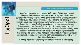 Εχθροί
• Κυριότεροι εχθροί του είναι οι άνθρωποι. Ειδικότερα, πολλά
δελφίνια σκοτώνονται από αλιευτικά με δίχτυα, ειδικά όσα
χρησιμοποιούν αφρόδιχτα. Άλλα χρησιμοποιούνται για ψυχαγωγία σε
πάρκα, σε τσίρκα και ενυδρεία, όπως επίσης και στις έρευνες
πολλών ναυτικών ερευνητικών ινστιτούτων. Ωστόσο, τις τελευταίες
δεκαετίες έχουν ιδρυθεί οργανώσεις για την προστασία των
δελφινιών και έως ένα βαθμό έχουν τεθεί περιορισμοί στη χρήση
αφρόδιχτων. Η μόλυνση των θαλασσών και των υδάτων, επίσης, έχει
θέσει σε κίνδυνο πολλά είδη δελφινιών. Χαρακτηριστικότερο
παράδειγμα το Δελφίνι του ποταμού Γιανγκτσέ, που έχει κηρυχθεί
ουσιαστικά εξαφανισμένο από το 2006 (πιστεύεται ότι επιβιώνουν
ένα ή δυο δελφίνια).
• Άλλος σημαντικός εχθρός του δελφινιού είναι ο καρχαρίας.
Από τη Βικιπαίδεια, την ελεύθερη εγκυκλοπαίδεια
 