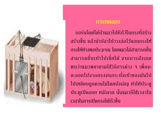 การทดลอง
ธอร์นไดค์ได้นาแมวไปขังไว้ในกรงที่สร้าง
สร้างขึ้น แล้วนาปลาไปวางล่อไว้นอกกรงให้
กรงให้ห่างพอประมาณ โดยแมวไม่สามารถยื่น
สามารถยื่นเท้าไปเขี่ยได้ จากการสังเกต
พบว่าแมวพยายามใช้วิธีการต่าง ๆ เพื่อจะ
จะออกไปจากกรงจนกระทั่งเท้าของมันไป
ไปเหยียบถูกคานไม้โดยบังเอิญ ทาให้ประตู
ประตูเปิดออก หลังจาก นั้นแมวก็ใช้เวลาใน
เวลาในการเปิดกรงได้เร็วขึ้น
 
