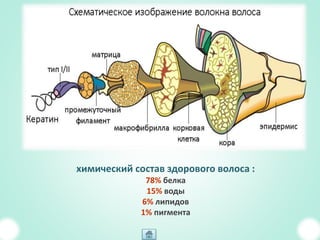 химический состав здорового волоса :
78% белка
15% воды
6% липидов
1% пигмента
 