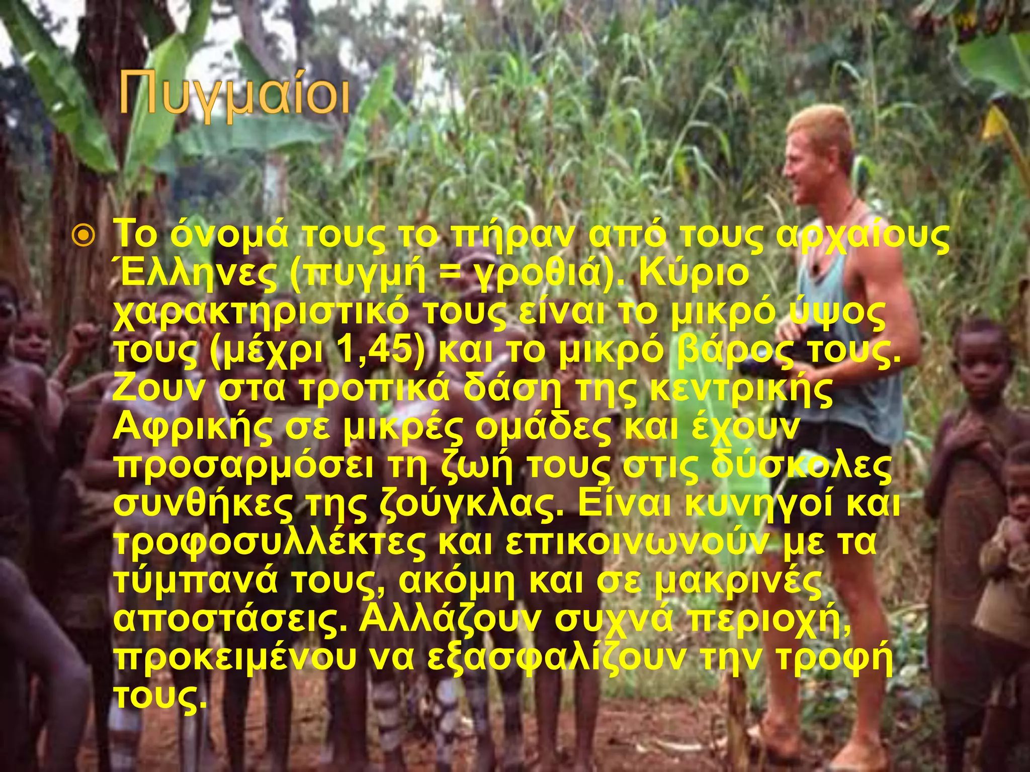  Το όνομά τους το πήραν από τους αρχαίους
Έλληνες (πυγμή = γροθιά). Κύριο
χαρακτηριστικό τους είναι το μικρό ύψος
τους (μέχρι 1,45) και το μικρό βάρος τους.
Ζουν στα τροπικά δάση της κεντρικής
Αφρικής σε μικρές ομάδες και έχουν
προσαρμόσει τη ζωή τους στις δύσκολες
συνθήκες της ζούγκλας. Είναι κυνηγοί και
τροφοσυλλέκτες και επικοινωνούν με τα
τύμπανά τους, ακόμη και σε μακρινές
αποστάσεις. Αλλάζουν συχνά περιοχή,
προκειμένου να εξασφαλίζουν την τροφή
τους.
 