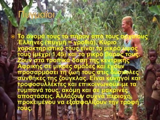  Το όνομά τους το πήραν από τους αρχαίους
Έλληνες (πυγμή = γροθιά). Κύριο
χαρακτηριστικό τους είναι το μικρό ύψος
τους (μέχρι 1,45) και το μικρό βάρος τους.
Ζουν στα τροπικά δάση της κεντρικής
Αφρικής σε μικρές ομάδες και έχουν
προσαρμόσει τη ζωή τους στις δύσκολες
συνθήκες της ζούγκλας. Είναι κυνηγοί και
τροφοσυλλέκτες και επικοινωνούν με τα
τύμπανά τους, ακόμη και σε μακρινές
αποστάσεις. Αλλάζουν συχνά περιοχή,
προκειμένου να εξασφαλίζουν την τροφή
τους.
 