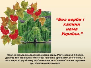 “Без верби і
калини
нема
України.”
Жовтим кольором обдарувала весна вербу. Росте вона 50 -60 років,
досягає 15м заввишки і тягне свої гілочки із бруньками до сонечка. І з
того часу квітучу гілочку верби називають – “котики” – вони першими
зустрічають весну щороку.
 