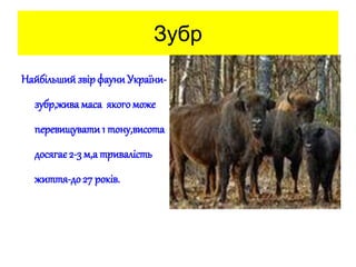 Зубр
НайбільшийзвірфауниУкраїни-
зубр,жива маса якого може
перевищувати1 тону,висота
досягає2-3 м,а тривалість
життя-до27 років.
 