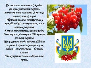 Ця рослина є символом України.
Це кущ, у неї ягоди червоні,
маленькі, наче намисто. А листки
лапаті, великі, гарні.
Убралася калина, як наречена: у
кожній ягідці сонечко виграє, вся в
зеленому вбранні.
Коли ж весна настає, калина цвіте
біленькими квіточками. Та калина
все таки чарівна.
Ще ц корисні плоди родить. Той не
розумний, хто не скуштував цих
ягідок – сонечок. Вони – бо таки
смачні.
Тому калина символ здоров’я та
краси.
 