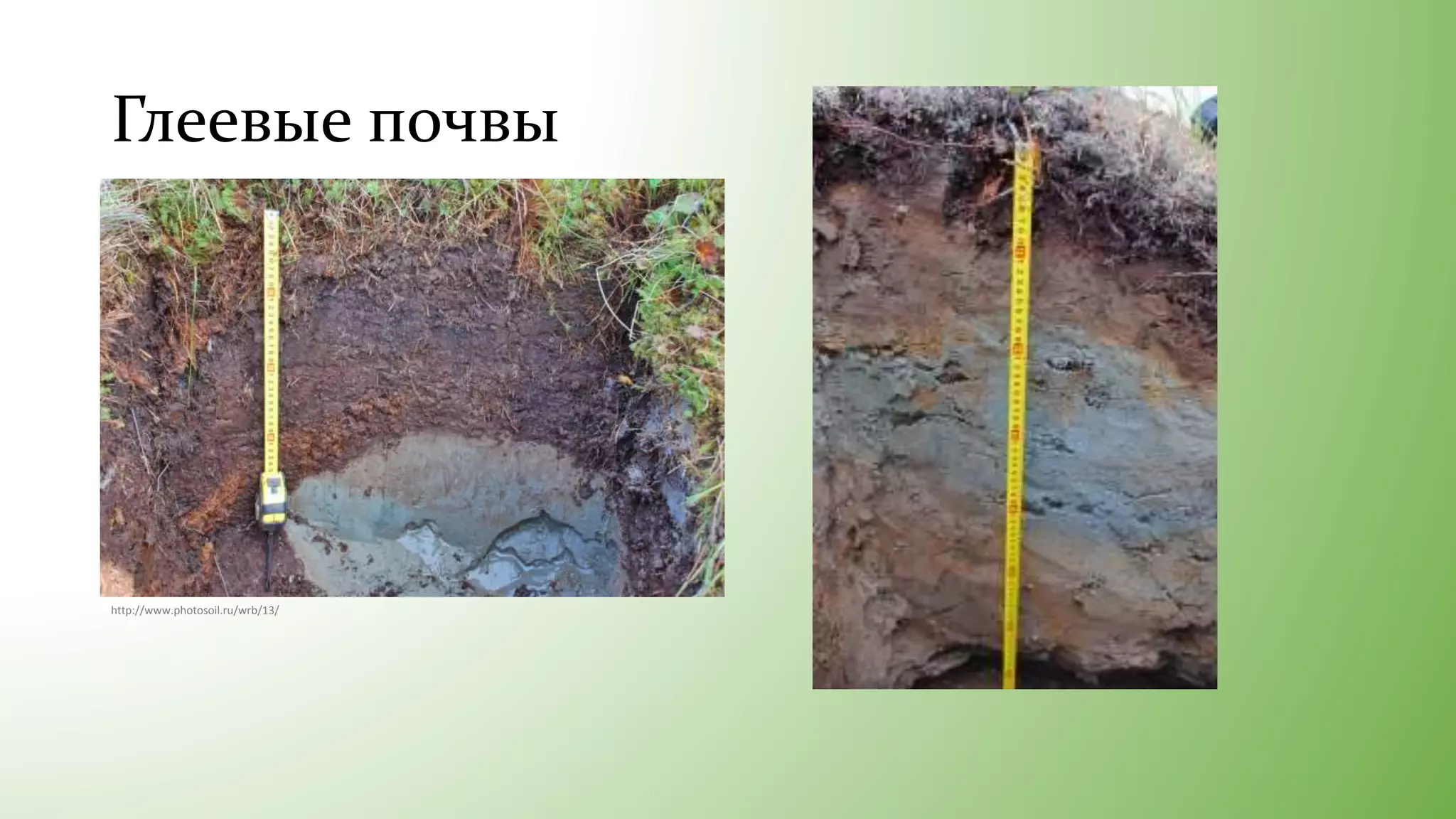 Глеевые почвы
http://www.photosoil.ru/wrb/13/
 